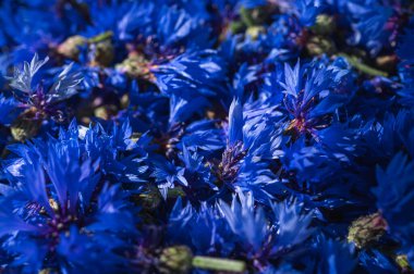 Canlı mavi çiçek yapraklarının büyüleyici yakın plan görüntüsü var. Zengin, yoğun renkler ve hassas dokular soyut bir doğal zemin oluşturur.