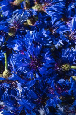 Canlı mavi çiçekleri tam çiçekle, yakın plan. Makro görünüm, doğal güzelliği ve yazı sembolize eden hassas taç yapraklarını ve zengin renkleri gözler önüne serer