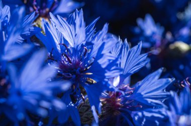 Canlı mavi çiçekleri tam çiçekle, yakın plan. Makro görünüm, doğal güzelliği ve yazı sembolize eden hassas taç yapraklarını ve zengin renkleri gözler önüne serer