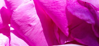 Canlı pembe çiçek yaprakları yakın plan. Makro görünüm hassas dokuları ve zengin fuşya renklerini ortaya çıkarır, doğal güzelliği ve zarafeti sembolize eder.