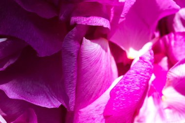 Canlı pembe çiçek yaprakları yakın plan. Makro görünüm hassas dokuları ve zengin fuşya renklerini ortaya çıkarır, doğal güzelliği ve zarafeti sembolize eder.