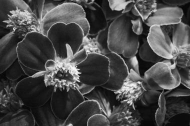 Dramatik siyah beyaz çiçekli arka plan. Doku ve ışığa odaklı kadife çiçekleri. Hafıza, sempati ve zariflik kavramı.