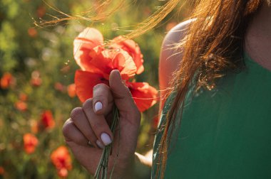 Bir kadın güneş ışığında canlı kırmızı gelincikleri nazikçe tutarak doğal güzelliği, şefkati ve doğayla bağlantıyı vurguluyor. Bahar, yaz ve kır çiçekleri temaları için mükemmel.