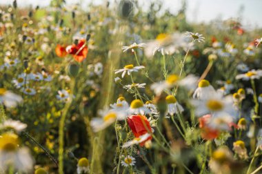 Çiçek açan papatyalar ve sıcak altın ışık altında canlı kırmızı gelinciklerle dolup taşan Idyllic yaz çayırı. Kır cazibesini, doğal güzelliği ve sakin bir açık hava atmosferini yakalar.