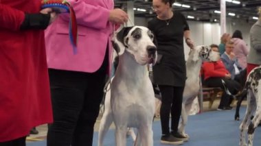 HELSINKI, FINLAND - DEC 02, 2022: Messukeskus Expo Center 'daki Koiramessut 2022 köpek şovunda köpek sahipleri ve onların evcil hayvanları.
