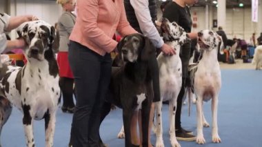 HELSINKI, FINLAND - DEC 02, 2022: Messukeskus Expo Center 'daki Koiramessut 2022 köpek şovunda köpek sahipleri ve onların evcil hayvanları.