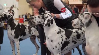 HELSINKI, FINLAND - DEC 02, 2022: Messukeskus Expo Center 'daki Koiramessut 2022 köpek şovunda köpek sahipleri ve onların evcil hayvanları.