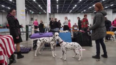HELSINKI, FINLAND - DEC 02, 2022: Messukeskus Expo Center 'daki Koiramessut 2022 köpek şovunda köpek sahipleri ve onların evcil hayvanları.
