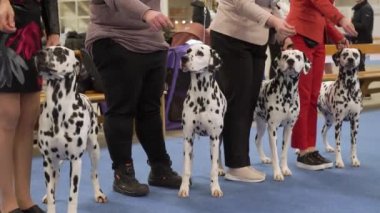 HELSINKI, FINLAND - DEC 02, 2022: Messukeskus Expo Center 'daki Koiramessut 2022 köpek şovunda köpek sahipleri ve onların evcil hayvanları.