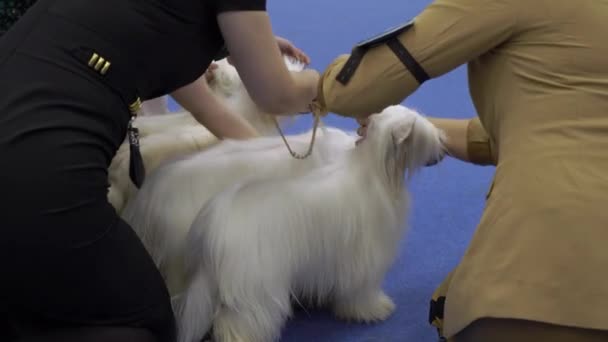 ヘルシンキ フィンランド 2022年12月2日 犬の所有者とそのペットがMessukesus Expo Centerで開催される犬ショーKoiramsut 2022で展示されます — ストック動画