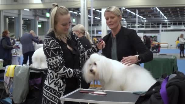 Helsinki Finlandia Grudzień 2022 Właściciele Psów Ich Zwierzęta Domowe Wystawie — Wideo stockowe