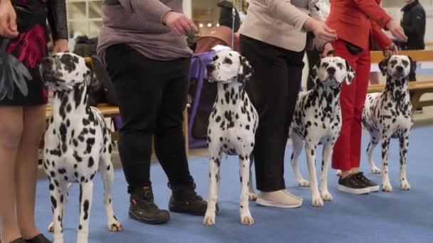 Helsinki Φινλανδία Dec 2022 Ιδιοκτήτες Σκύλων Και Κατοικίδιά Τους Έκθεση — Αρχείο Βίντεο