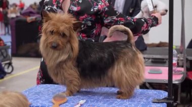 HELSINKI, FINLAND - DEC 02, 2022: Messukeskus Expo Center 'daki Koiramessut 2022 köpek şovunda köpek sahipleri ve onların evcil hayvanları.