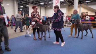 HELSINKI, FINLAND - DEC 02, 2022: Messukeskus Expo Center 'daki Koiramessut 2022 köpek şovunda köpek sahipleri ve onların evcil hayvanları.