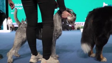HELSINKI, FINLAND - DEC 02, 2022: Köpek sahipleri, Messukeskus Expo Center 'da düzenlenen Koiramessut 2022 köpek gösterisi sırasında Nordic Dog Show' un bir parçası olan Helsinki Winner 2022 yarışmasında evcil hayvanlarını temsil ediyorlar..
