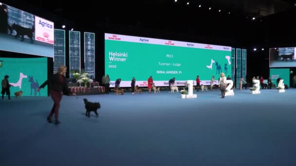 ヘルシンキ フィンランド 2022年12月2日 犬の所有者は ヘルシンキで開催された2022年ノルディック ドッグ ショーのコンテストでペットを代理します — ストック動画