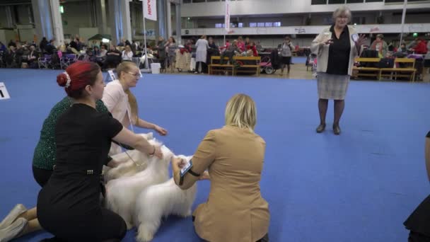 Helsinki Finland Dec 2022 Pemilik Anjing Dan Hewan Peliharaan Mereka — Stok Video
