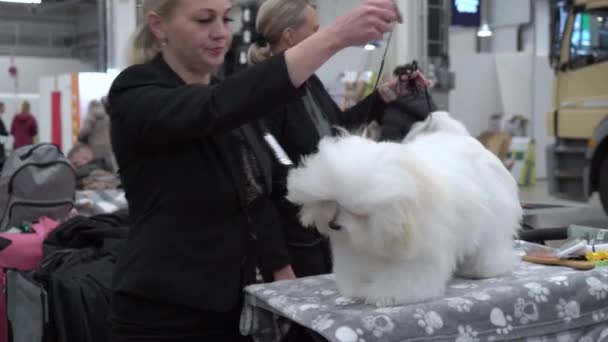 Helsinki Finlandia Dec 2022 Proprietari Cani Loro Animali Domestici Una — Video Stock