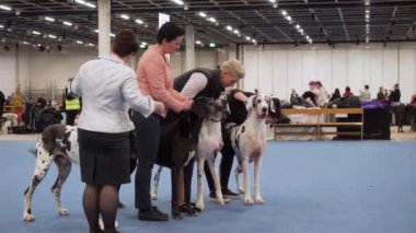 HELSINKI, FINLAND - DEC 02, 2022: Messukeskus Expo Center 'daki Koiramessut 2022 köpek şovunda köpek sahipleri ve onların evcil hayvanları.