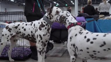 HELSINKI, FINLAND - DEC 02, 2022: Messukeskus Expo Center 'daki Koiramessut 2022 köpek şovunda köpek sahipleri ve onların evcil hayvanları.