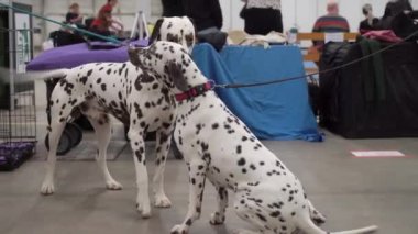 HELSINKI, FINLAND - DEC 02, 2022: Messukeskus Expo Center 'daki Koiramessut 2022 köpek şovunda köpek sahipleri ve onların evcil hayvanları.