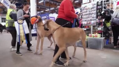 HELSINKI, FINLAND - DEC 02, 2022: Messukeskus Expo Center 'daki Koiramessut 2022 köpek şovunda köpek sahipleri ve onların evcil hayvanları.