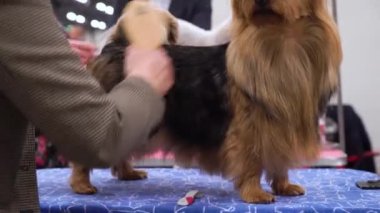 HELSINKI, FINLAND - DEC 02, 2022: Messukeskus Expo Center 'daki Koiramessut 2022 köpek şovunda köpek sahipleri ve onların evcil hayvanları.