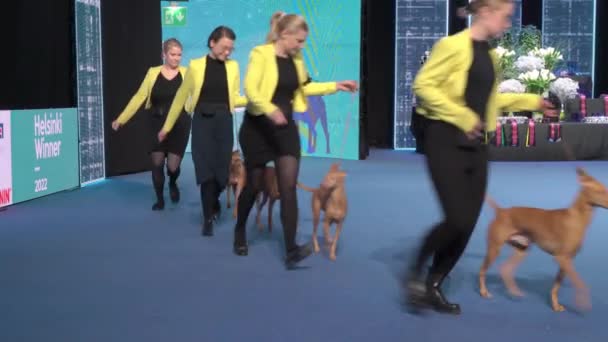 Helsinki Finlândia Dec 2022 Donos Cães Representam Seus Animais Estimação — Vídeo de Stock