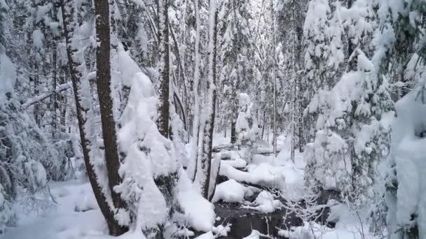 Pequeño Arroyo Libre Hielo Bosque Cubierto Nieve Invierno Impresionante Belleza — Vídeo de stock