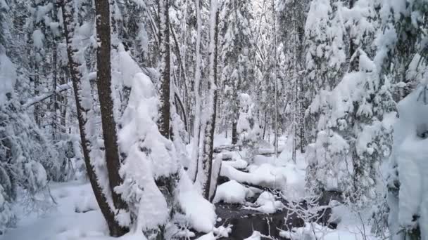 Ένα Μικρό Ρυάκι Χωρίς Πάγο Ένα Χειμωνιάτικο Δάσος Καλυμμένο Χιόνι — Αρχείο Βίντεο