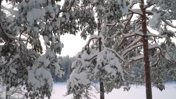 冬の寒い晴れた日には背の高い松の木の下で国立公園の森を歩く フィンランドのヌークシオ国立公園の北の自然の見事な美しさ — ストック動画