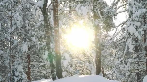 Прогулка Лесу Национального Парка Высокими Соснами Холодный Солнечный День Зимой — стоковое видео