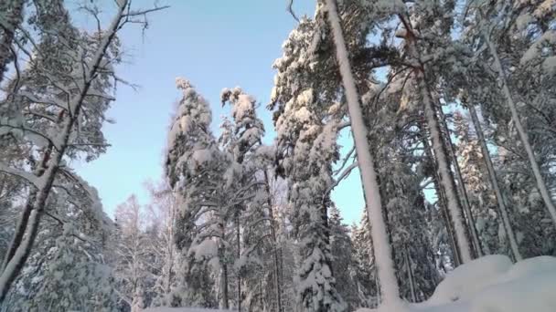 在寒冷的阳光明媚的冬天 在国家公园的高大松树下散步 芬兰Nuuksio国家公园令人叹为观止的北方美景 — 图库视频影像