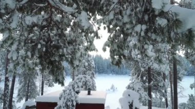 Soğuk ve güneşli bir kış gününde uzun çam ağaçlarının altında Ulusal Park Ormanı 'nda yürümek. Finlandiya Nuuksio Ulusal Parkı 'nda kuzey doğasının çarpıcı güzelliği