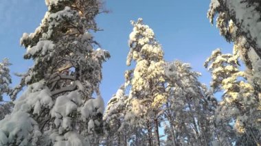 Soğuk ve güneşli bir kış gününde uzun çam ağaçlarının altında Ulusal Park Ormanı 'nda yürümek. Finlandiya Nuuksio Ulusal Parkı 'nda kuzey doğasının çarpıcı güzelliği