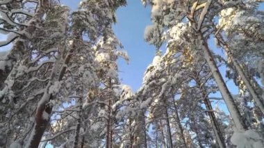 Soğuk ve güneşli bir kış gününde uzun çam ağaçlarının altında Ulusal Park Ormanı 'nda yürümek. Finlandiya Nuuksio Ulusal Parkı 'nda kuzey doğasının çarpıcı güzelliği