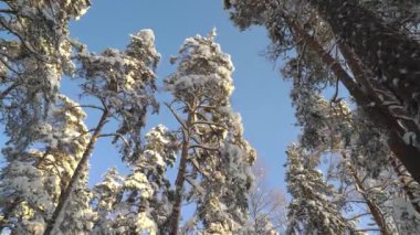 Soğuk ve güneşli bir kış gününde uzun çam ağaçlarının altında Ulusal Park Ormanı 'nda yürümek. Finlandiya Nuuksio Ulusal Parkı 'nda kuzey doğasının çarpıcı güzelliği. Kardaki ayak sesleriyle.