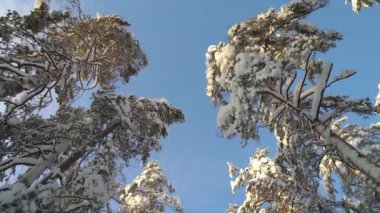 Soğuk ve güneşli bir kış gününde uzun çam ağaçlarının altında Ulusal Park Ormanı 'nda yürümek. Finlandiya Nuuksio Ulusal Parkı 'nda kuzey doğasının çarpıcı güzelliği. Kardaki ayak sesleriyle.