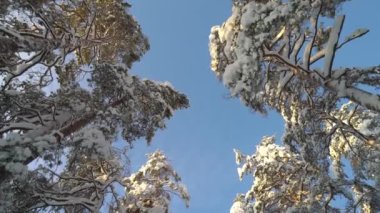 Soğuk ve güneşli bir kış gününde uzun çam ağaçlarının altında Ulusal Park Ormanı 'nda yürümek. Finlandiya Nuuksio Ulusal Parkı 'nda kuzey doğasının çarpıcı güzelliği