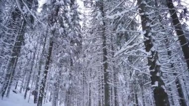 Soğuk ve güneşli bir kış gününde, uzun köknar ağaçlarının altında Ulusal Park Ormanı 'nda yürümek. Finlandiya Nuuksio Ulusal Parkı 'nda kuzey doğasının çarpıcı güzelliği