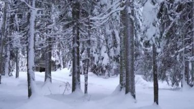 Soğuk ve güneşli bir kış gününde, uzun köknar ağaçlarının altında Ulusal Park Ormanı 'nda yürümek. Finlandiya Nuuksio Ulusal Parkı 'nda kuzey doğasının çarpıcı güzelliği