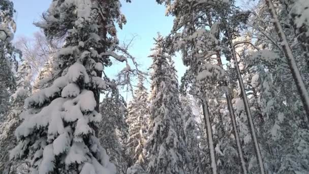 Procházky Lese Národním Parku Pod Vysokými Borovicemi Studeného Slunečného Dne — Stock video