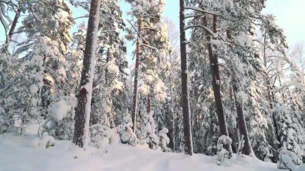 Spacer Lesie Narodowym Pod Wysokimi Sosnami Zimny Słoneczny Dzień Zimie — Wideo stockowe