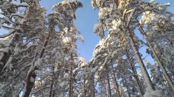 Går Nationalparksskogen Höga Tallar Kall Solig Dag Vintern Fantastisk Skönhet — Stockvideo