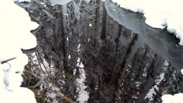 Malý Potok Bez Ledu Zimním Zasněženém Lese Ohromující Krása Severní — Stock video