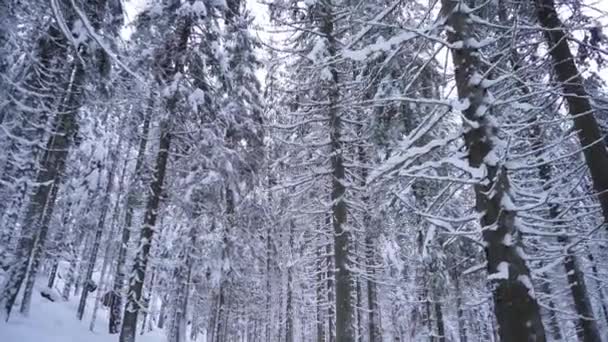 在寒冷的阳光明媚的冬天 在国家公园的高冷杉树下散步 芬兰努科西奥国家公园令人叹为观止的北方自然美景 随着雪地里的脚步声 — 图库视频影像
