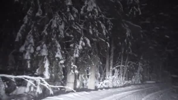 Jízda Zasněžené Lesní Cestě Noci Sněhové Vločky Padají Přední Sklo — Stock video