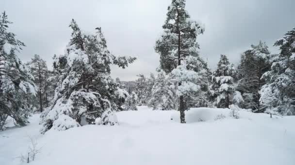 Caminando Por Bosque Cubierto Nieve Invierno Finlandia — Vídeos de Stock