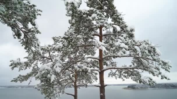 Paisagem Escandinava Pinheiros Cobriram Neve Uma Rocha Sobre Mar Báltico — Vídeo de Stock