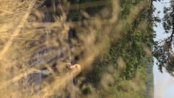 フィンランドの山の森を歩くハイキング機器と成熟した男 垂直ビデオ — ストック動画